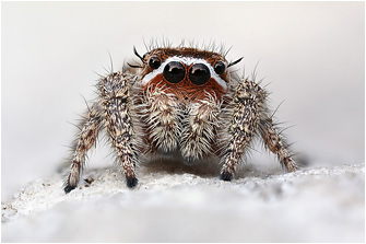 M.  albosignata