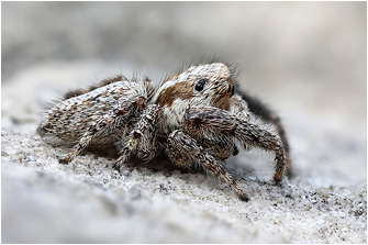 M.  albosignata