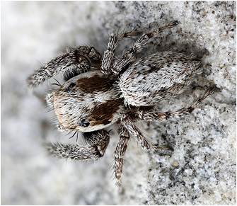 M.  albosignata