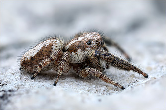 M.  albosignata