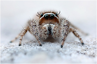 M.  albosignata