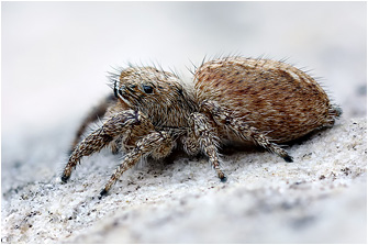 M.  albosignata