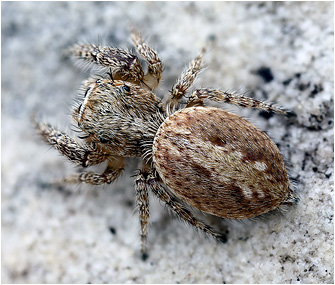 M.  albosignata