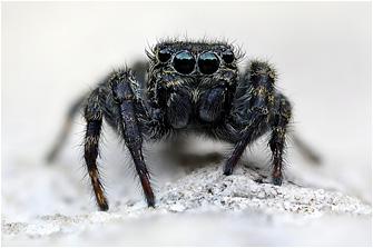 M.  litoralis