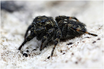 M.  litoralis