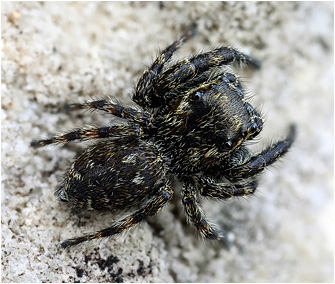 M.  litoralis