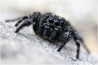M.  litoralis