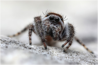 M.  moebi