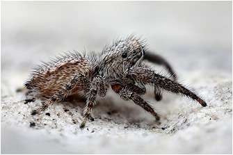 M.  moebi