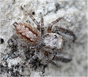 M.  moebi