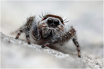 M.  moebi
