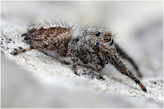 M.  moebi