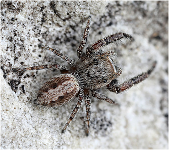 M.  moebi
