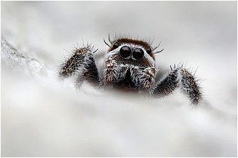 M.  moebi