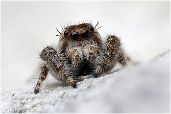 M.  albosignata