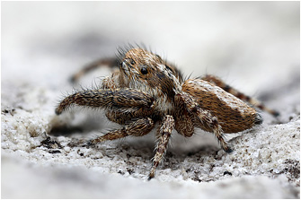 M.  albosignata