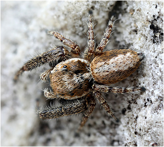 M.  albosignata