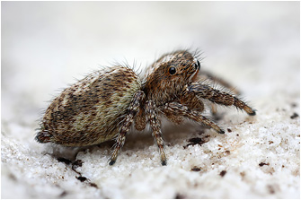 M.  albosignata