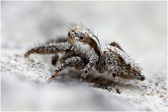 M.  albosignata