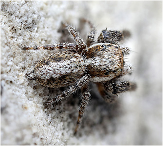 M.  albosignata