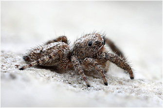 M.  albosignata