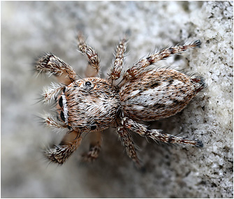 M.  albosignata