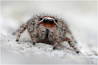 M.  albosignata