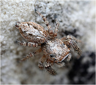 M.  albosignata