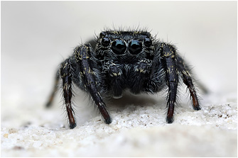 M.  litoralis
