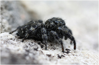 M.  litoralis