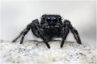 M.  litoralis
