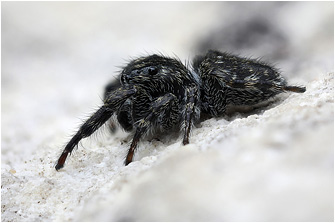 M.  litoralis