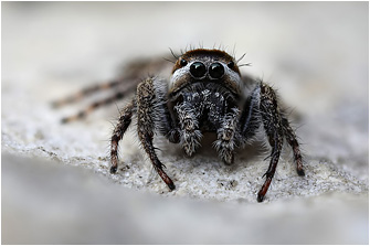 M.  moebi
