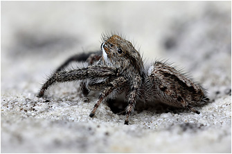 M.  moebi