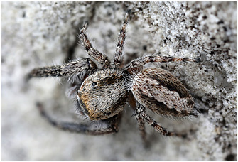 M.  moebi