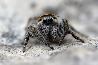 M.  moebi