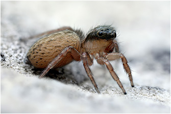 Saitis ariadneae