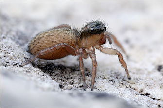 S.  ariadneae