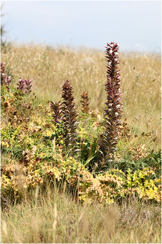 Acanthus spinosus