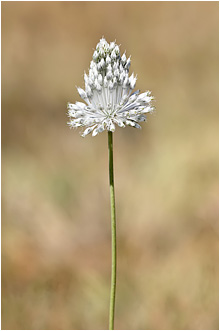 Allium guttatum ssp. sardoum