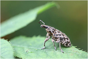 Cyphocleonus dealbatus