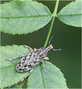 Cyphocleonus dealbatus