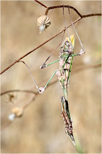 Empusa fasciata