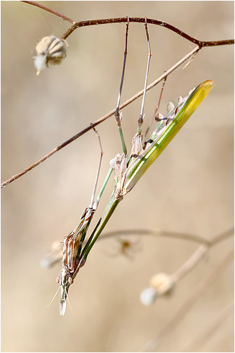 Empusa fasciata