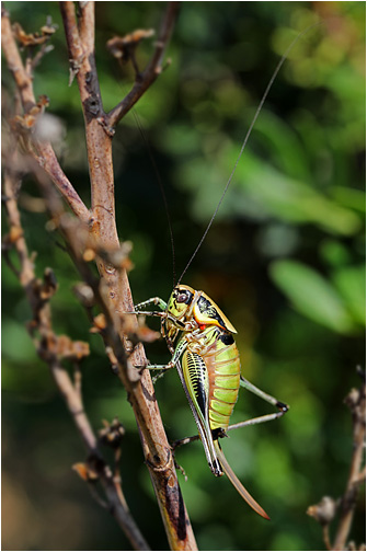 Eupholidoptera garganica