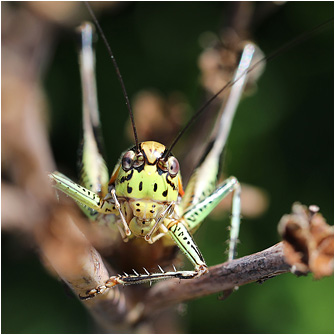 Eupholidoptera garganica