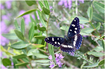 Limenitis reducta