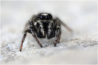 S.  propinquus