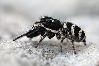 S.  propinquus