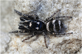 S.  propinquus